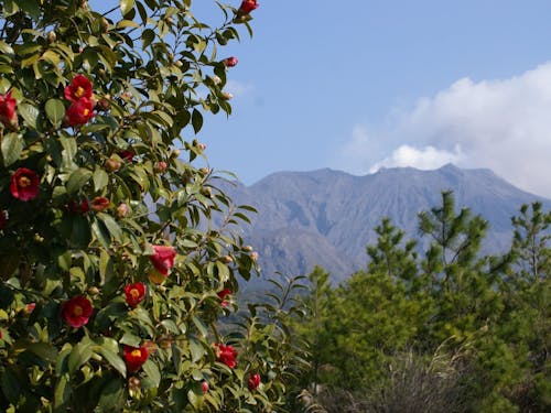 【農業6次産業化】 桜島農産物の商品開発、販路開拓、ブランド化支援など。