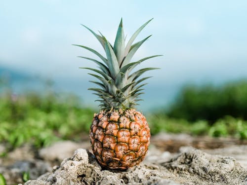 日本で唯一の有機パイナップル 安心安全を追い求めた有機栽培への挑戦は続く