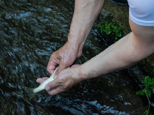 宿の目の前を流れる水路には生簀があり、川魚をその場でシメて調理しています!