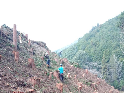 皆伐完了!スッキリ!