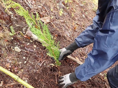 ヒノキの苗木を植えている建部さん