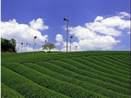 「お茶の京都」と称される山城地域