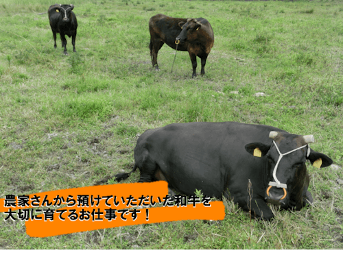 長門和牛を大切に育ててみませんか!?