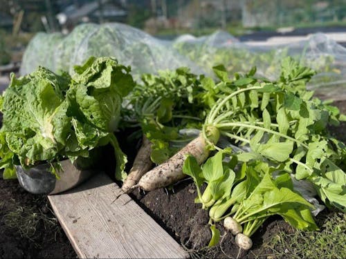 思いがけず敷地内の畑で冬野菜を栽培して初収穫しました