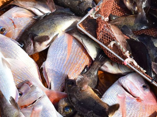 大畠瀬戸の急潮と渦潮は、タイをはじめとした多くの魚種をはぐくむ好漁場です