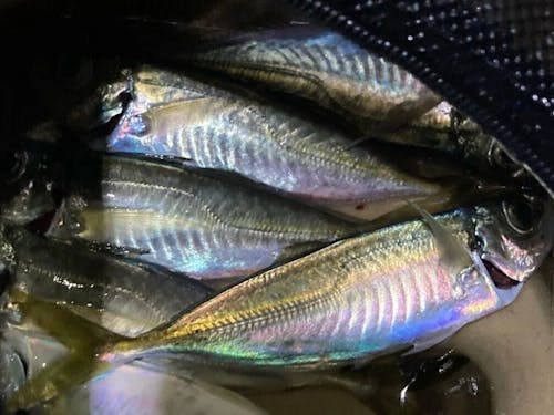 お試し住宅から徒歩5分の波止でも、まるまる太ったアジが!