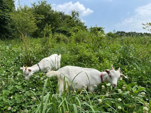 草刈り応援隊として活躍する人懐っこい子ヤギたち。左が「わびー」、右が「さびー」
