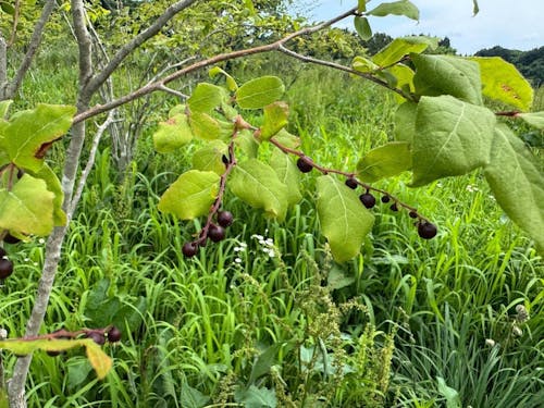城跡で実るナツハゼ。