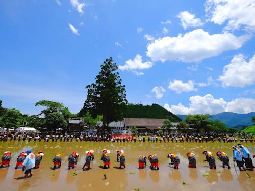 御田祭（田植えをする早乙女達）