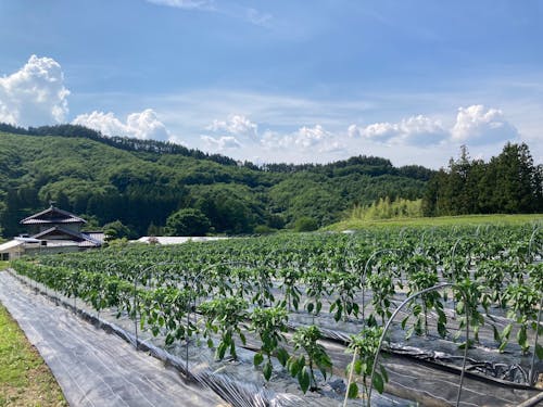 過去ツアーの様子② ピーマン畑