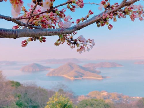 紫雲出山からの絶景