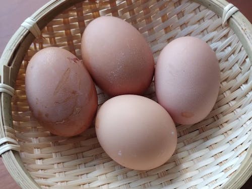 自家採取の卵。動物が身近にいる暮らしも実現可能です