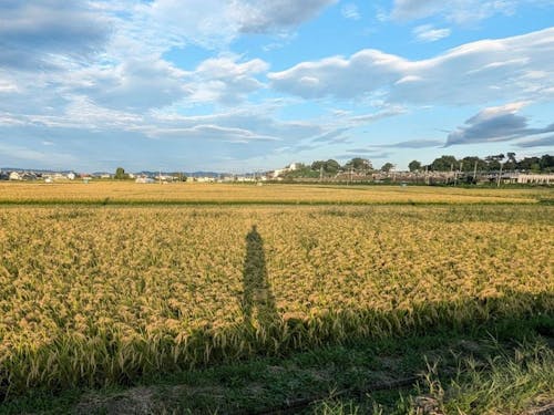 田んぼの四季の色彩の変化も見どころ