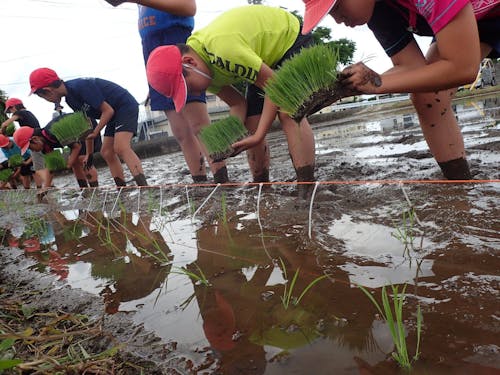 "田植え体験"での1枚
