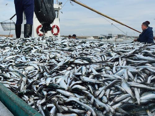 九十九里の早朝の港には、イワシ漁に向き合う漁師たちの姿があります