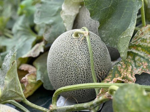 道の駅では、メロンの栽培も行っています