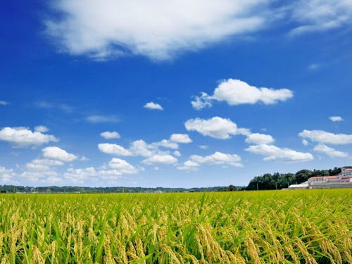 多古町の田園風景