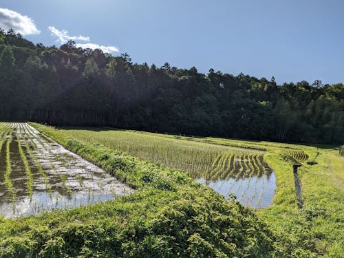 東寺の棚田地区。季節によって表情を変えるのも棚田の魅力。