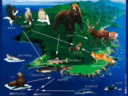 流氷を起点とした、海・川・森の生命のサイクル。それを大切に暮らす人がいる。知床