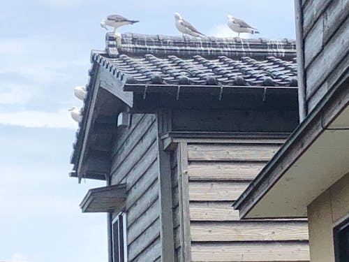 こちらは海猫。