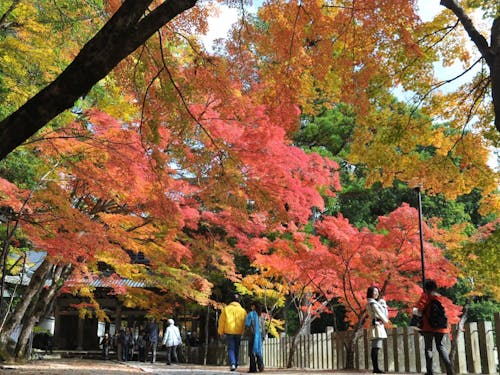 永源寺の紅葉