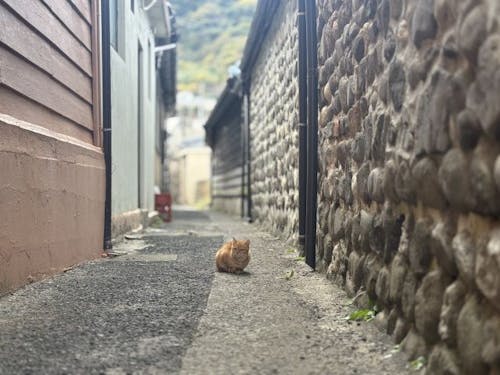 祝島(=^・^=)猫のいる風景