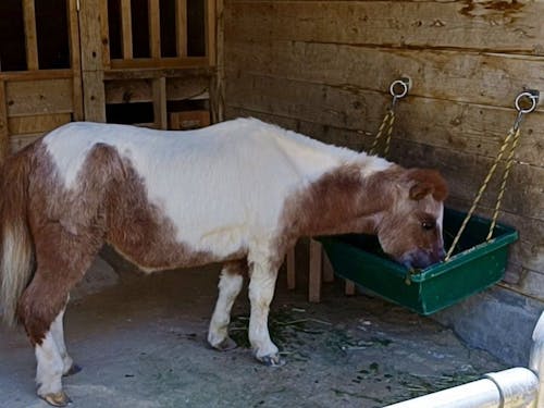 ミニチュアホースのアイちゃん(31さい)誕生日は5月4日だよ🐴