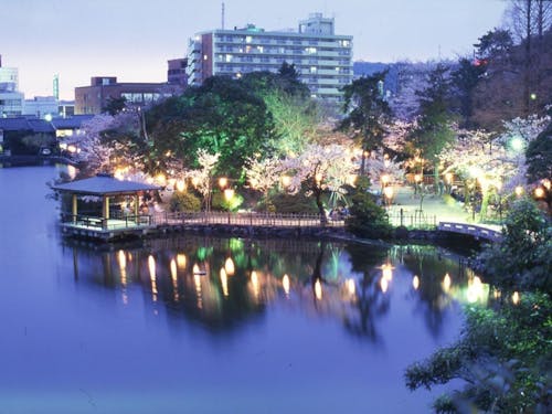 夜はライトアップされ、昼とは違う美しさ。お祭りの際には屋台も賑わいます