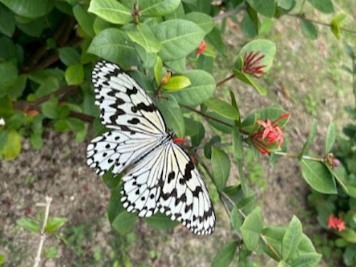 石垣の日常風景