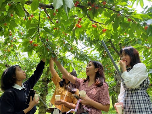 楽しみなイベントのひとつ、南部町特産の「さくらんぼ」狩り