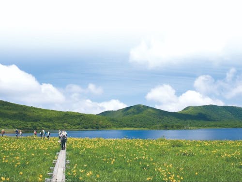 ニッコウキスゲが咲き誇る、標高1,000mの奇跡。