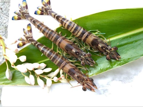 竹富島産クルマエビ