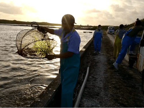 水揚げ作業の様子
