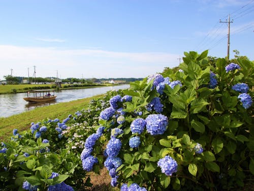 多古町の花「あじさい」と栗山川