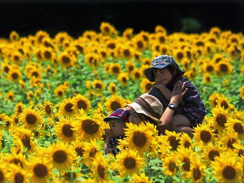 君田町のひまわり畑