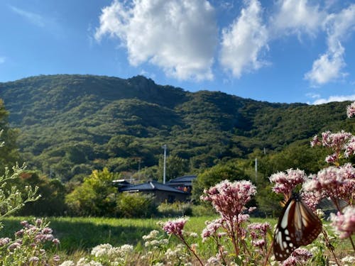 美しい自然に囲まれた島です