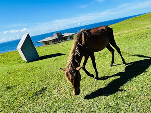 優雅に過ごす与那国馬