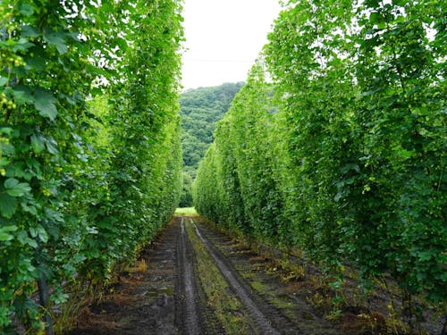 サッポロビール(株)との契約栽培をおこなっているホップ畑