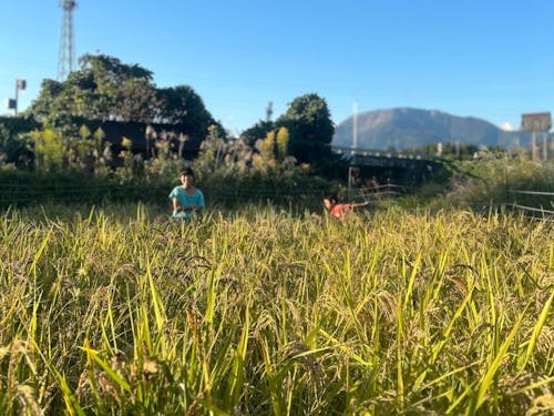 すくすく育った渡部家の稲とお子さん