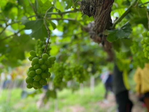 有漢町はぶどうの産地。時期によっては、ぶどう農家さんと一緒に作業する日も。