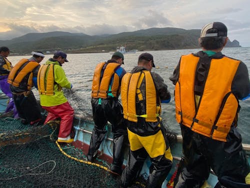 秋鮭定置網の作業中。この日は大漁しました!