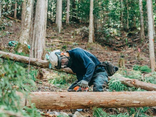 自然に沿った森林整備