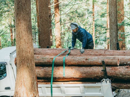 作業道を使い搬出間伐・出荷