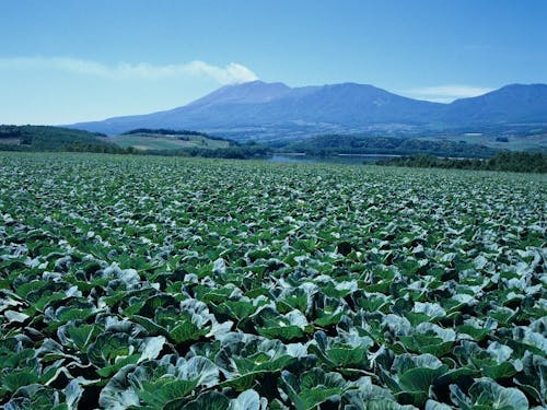 キャベツ畑(嬬恋村)