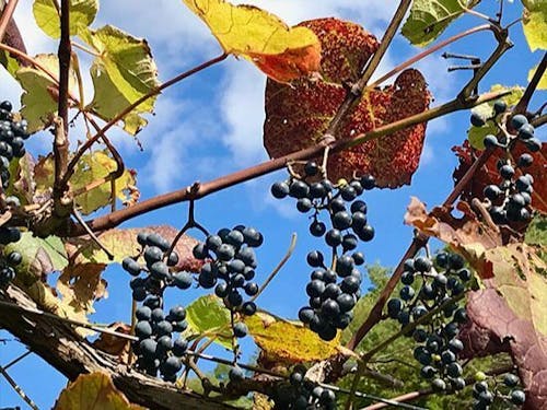 お試し就業で地域での仕事のイメージも(山ぶどう栽培)