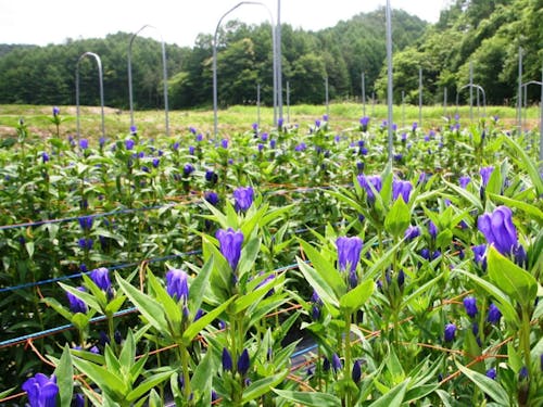 八幡平市:国内生産量日本一の「安代りんどう」