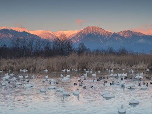 北アルプスと冬の使者白鳥