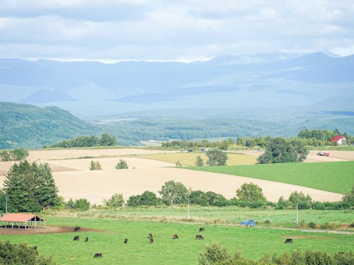 北海道美瑛町 ファームズ千代田の放牧牛