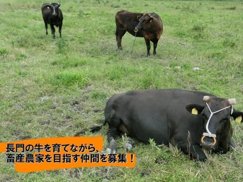 ④長門和牛振興事業