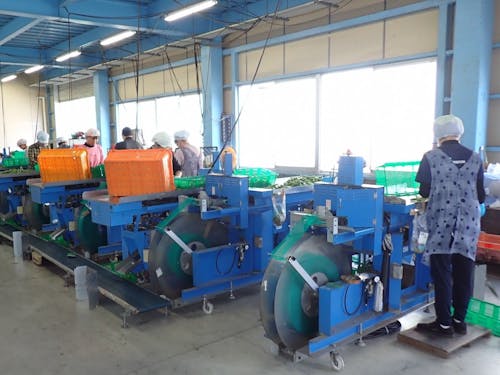 JA高知県安田事業所（野菜の出荷作業）